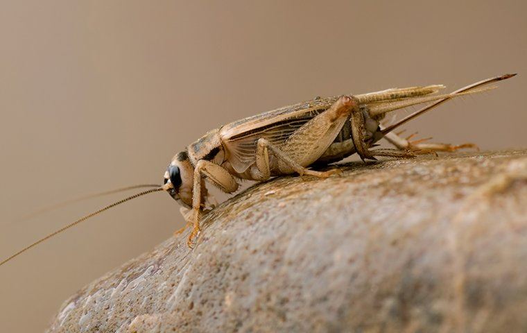 cricket sitting on a rock