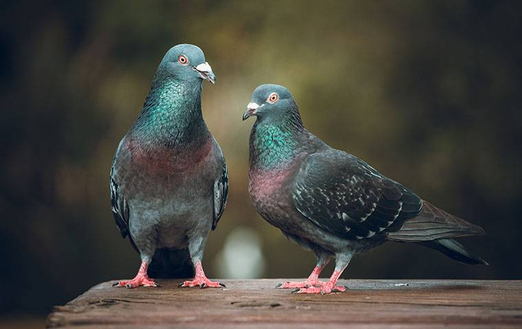 Pigeons In Las Vegas: Identification, Prevention, And Control