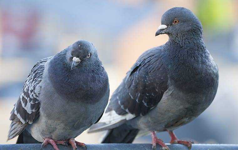 Keeping The Pesky Pigeons At Bay In Las Vegas